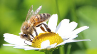 Honigbiene. Foto: Schervier Altenhilfe